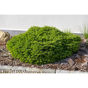 Smrek obyčajný (Picea abies) ´LITTLE GEM´ – výška 5-10 cm , ø 10-15 cm, kont. C2L